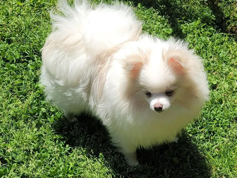 Deneen's Pomeranians