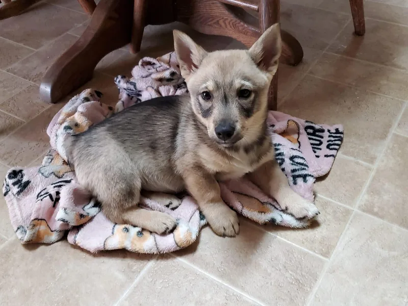 Denise Hawkins' Corgis, Swedish Vallhunds