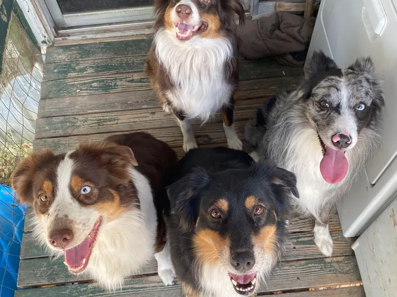 Denise Ocala Forest Florida Aussies