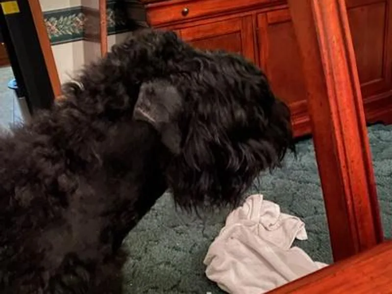 Denise's Black Russian Terriers photo 1
