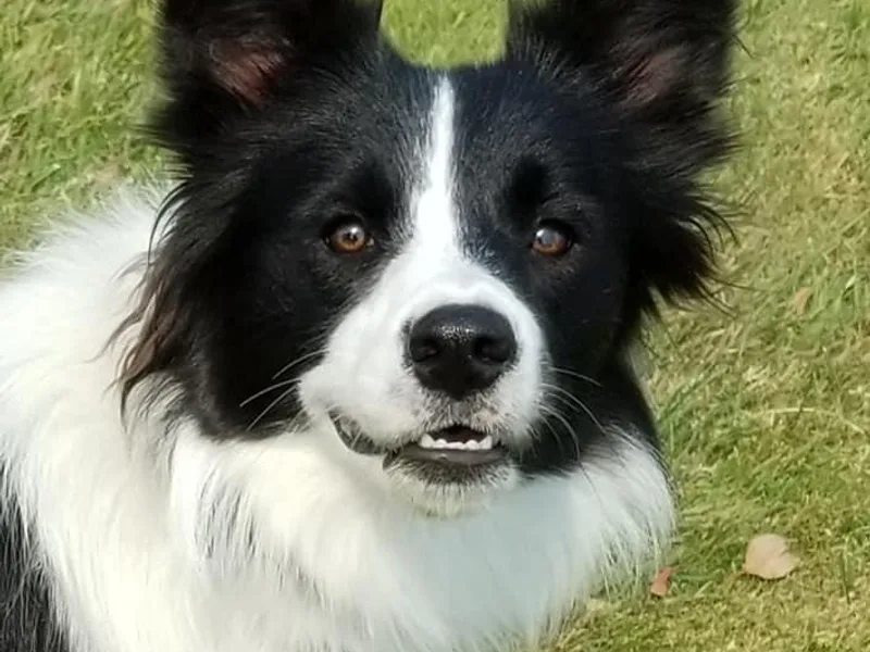 Denise's Border Collies photo 1