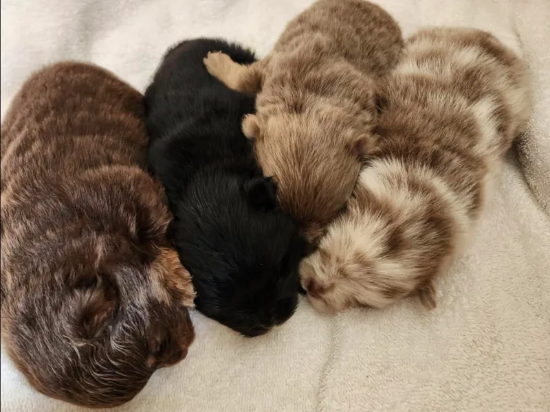 Denise’s Exquisite Pomeranians