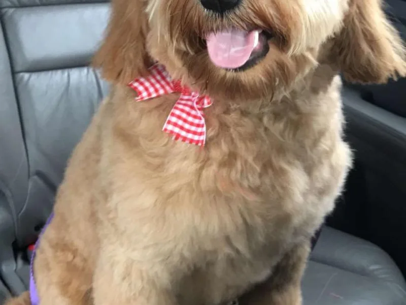 Denise's Goldendoodles