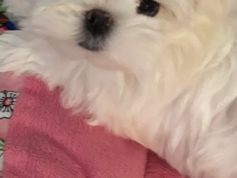 Denise’s Puppies