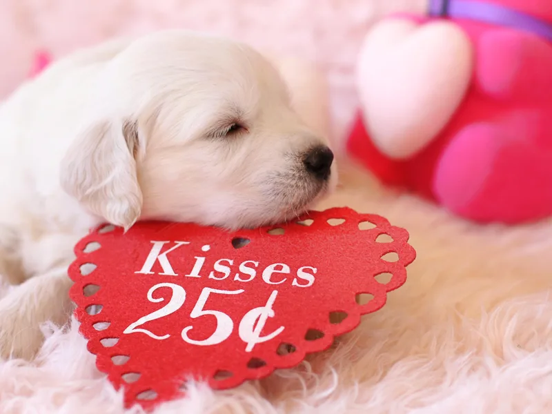 Denison Family Goldens