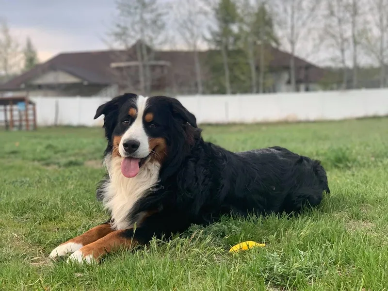 Deniston Farm Berners