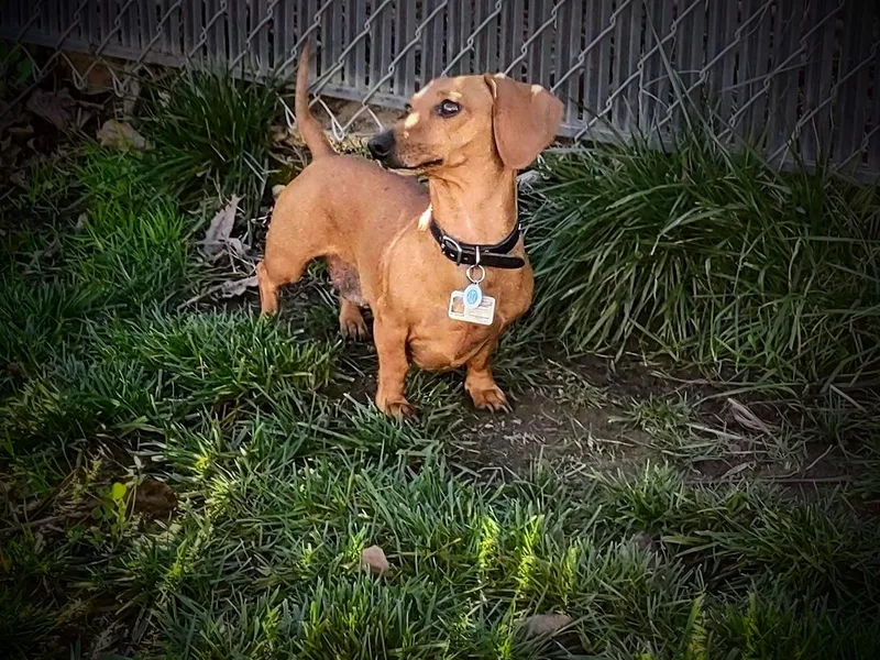 Denver's Golden Dashies
