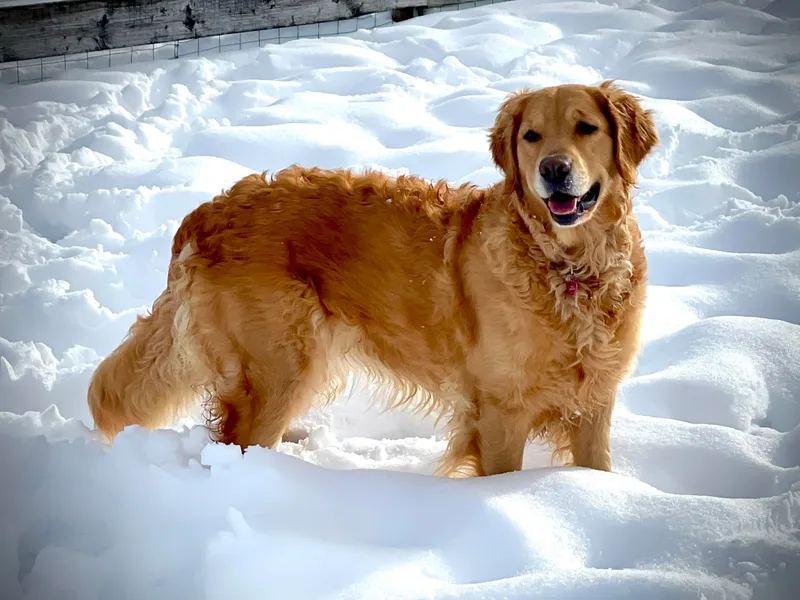 Denzil’s Goldens