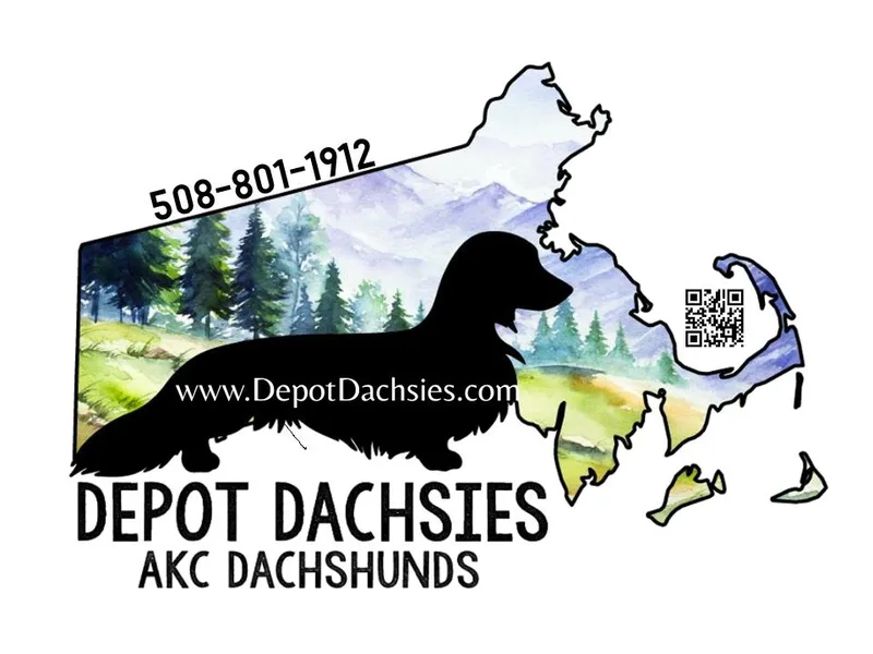 Depot Dachsies