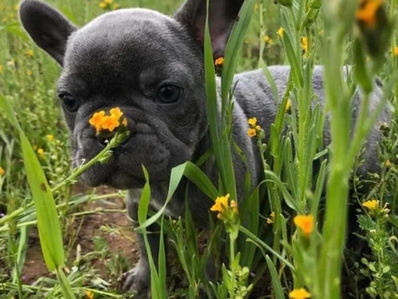Derby Ranch French Bulldogs