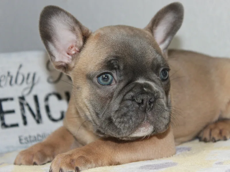 Derby Ranch French Bulldogs