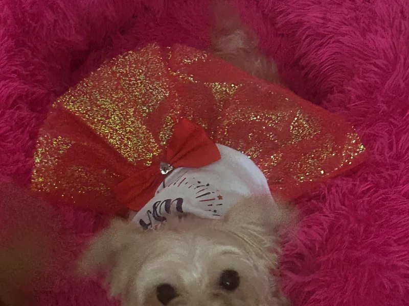 Derisha's Morkies