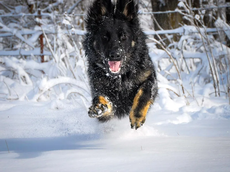 Des Hausraben Shepherds