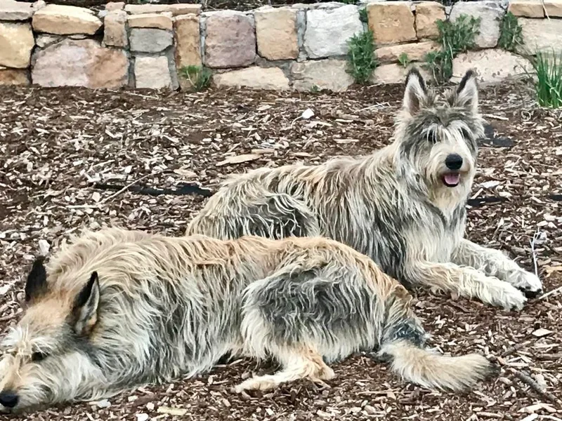 Des Montagnes Berger Picards