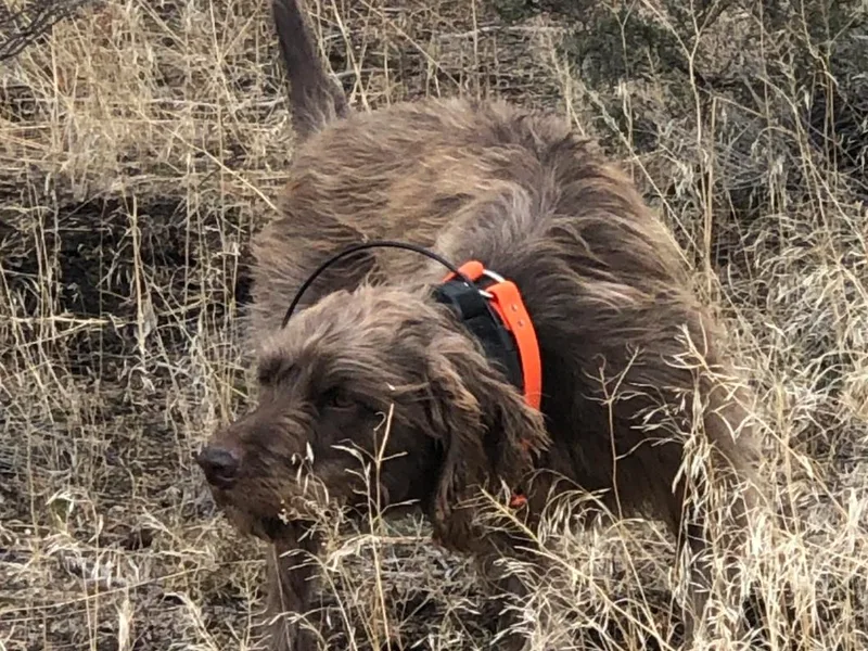Deschutes Pudelpointer photo 1