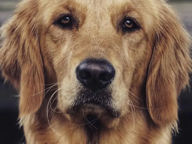 Deseret Peak Goldens