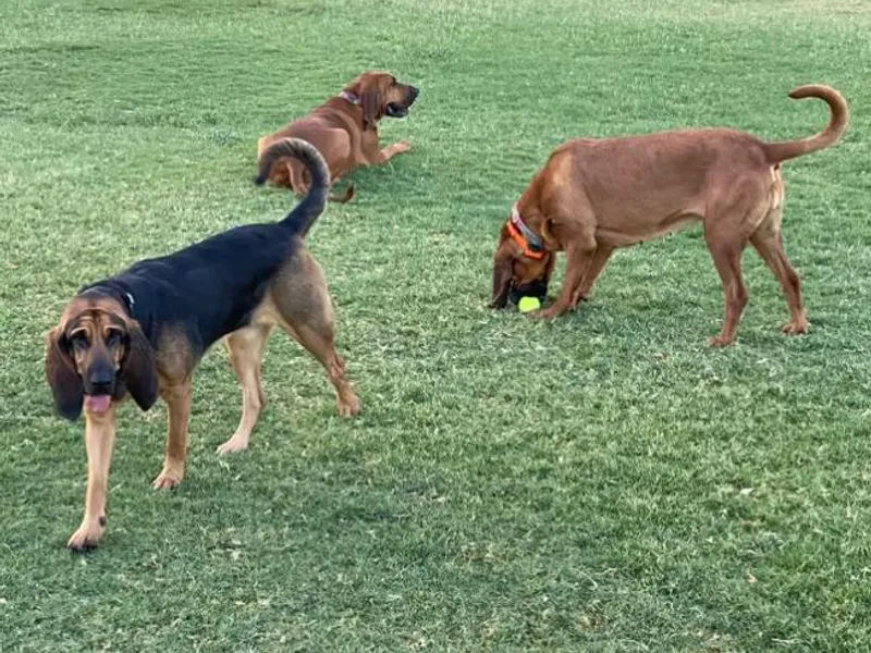 Desert Bloodhounds