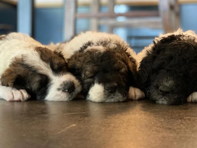 Desert Bohunk Doodles and Branded Bullies