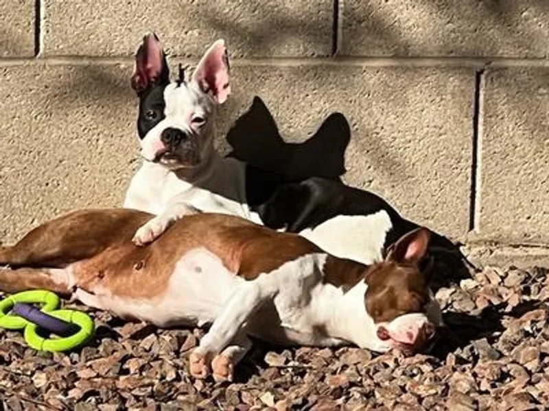 Desert Boston Terriers