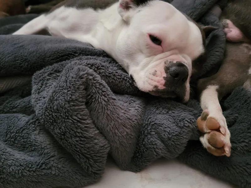 Desert Boston Terriers photo 1