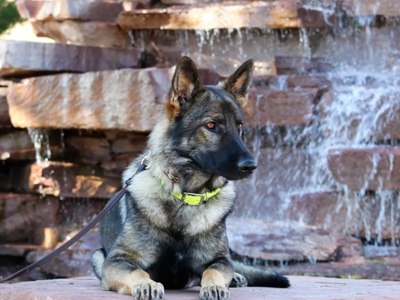 Desert Canyon German Shepherds