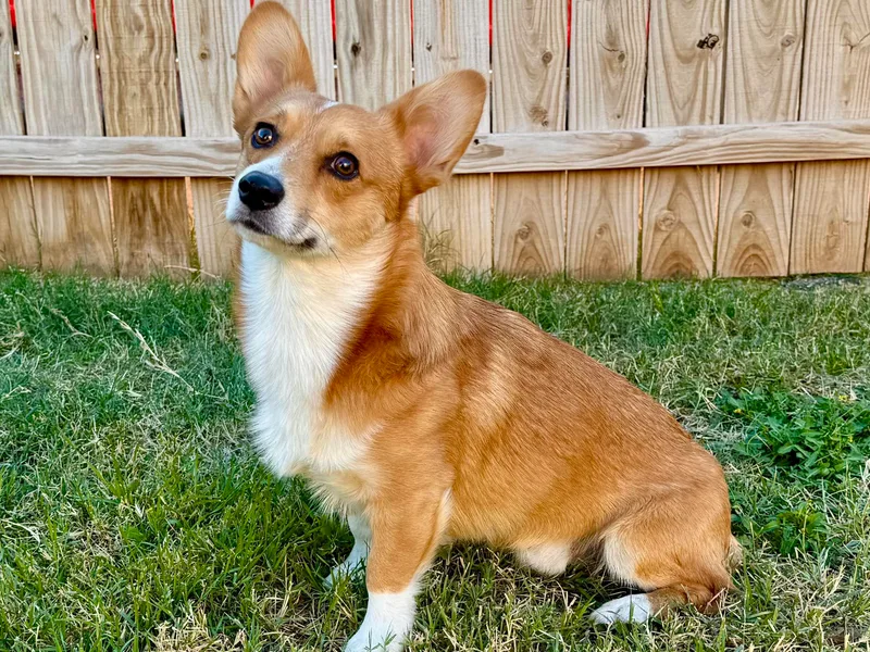 Desert Darlin’ Corgis