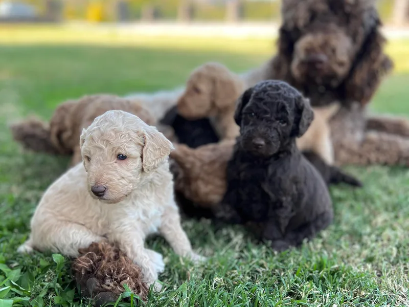 Desert Doodles + Poodles