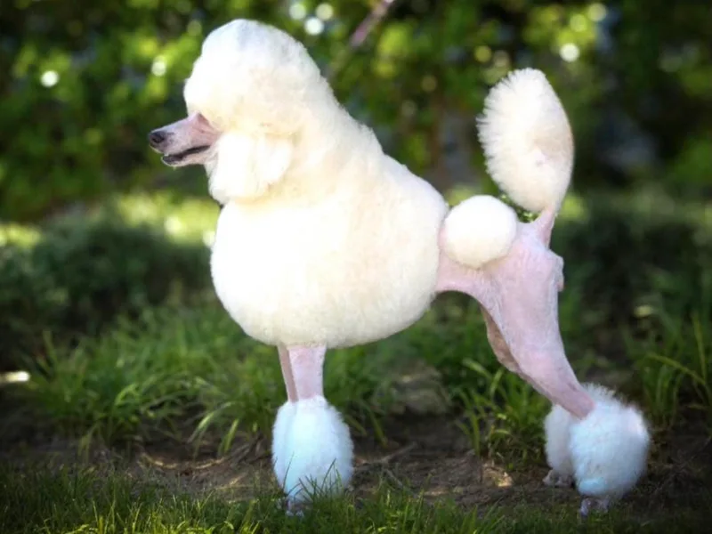 Desert in the South Standard Poodles