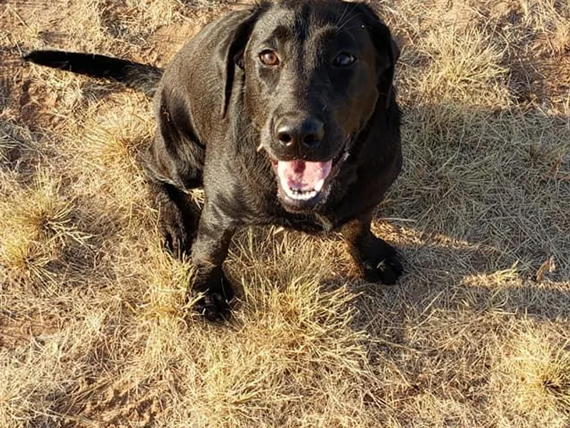 Desert Jewel Pointing Labradors