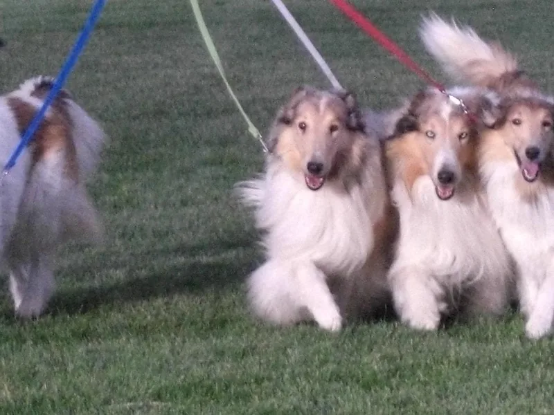 Desert Kennels photo 1