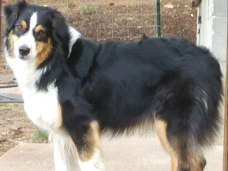 Desert Moon Aussies