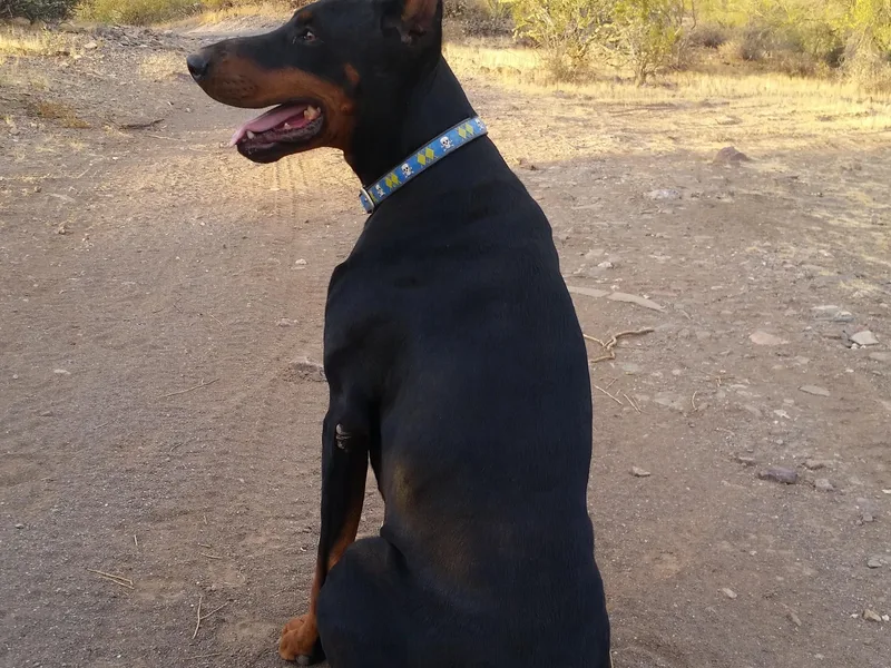 Desert Mountain Dobermans