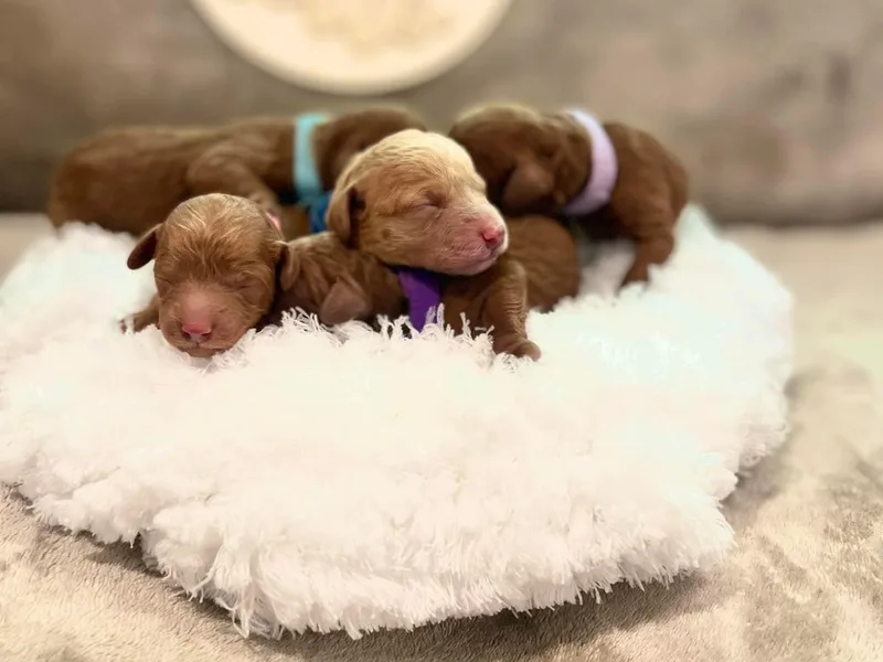 Desert Mountain Doodles