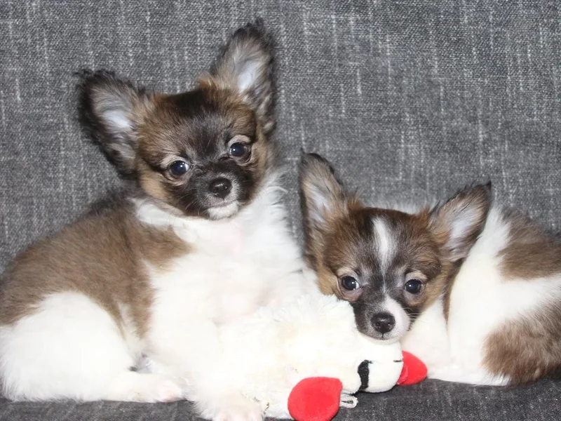 Desert Mountain Papillons