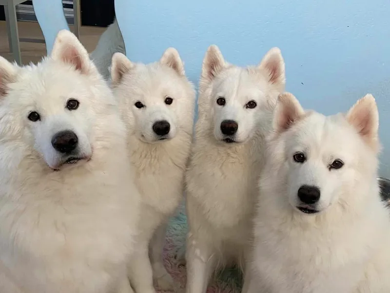 Desert Rose Samoyeds