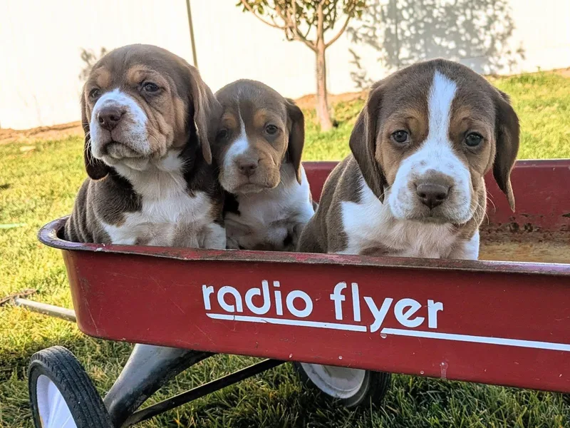 Desert Sage Beagles