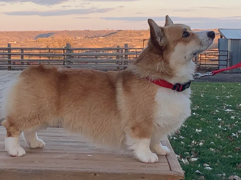 Desert Sage Pembroke Corgis