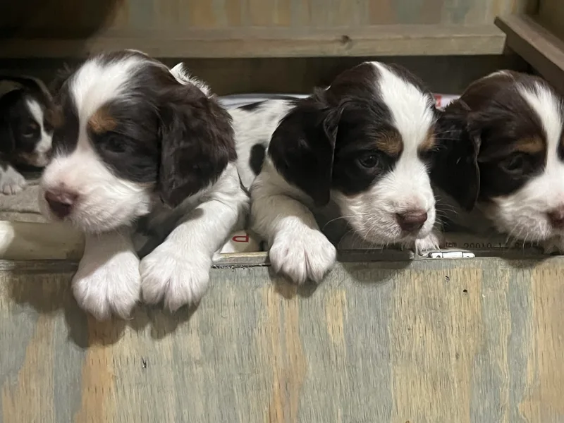 Desert Shadow Springers photo 1