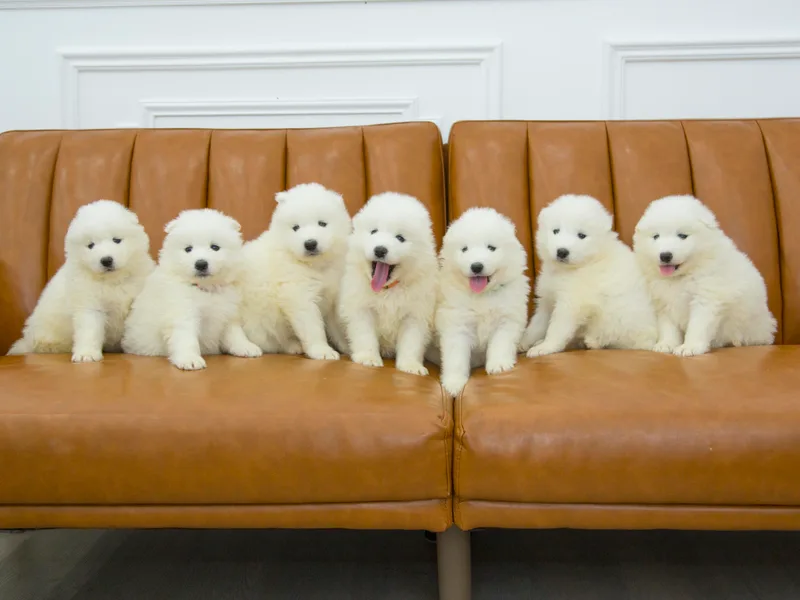 Desert Snow Samoyeds