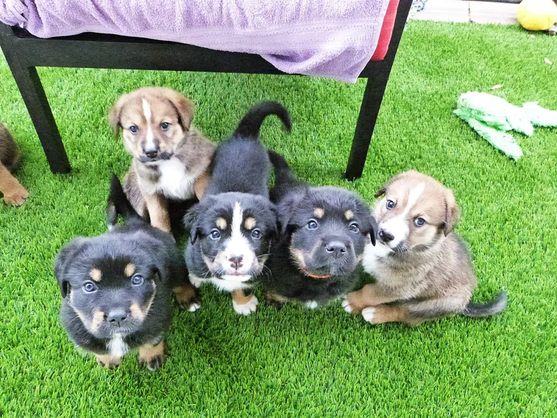 Desert Sol Chinooks photo 1