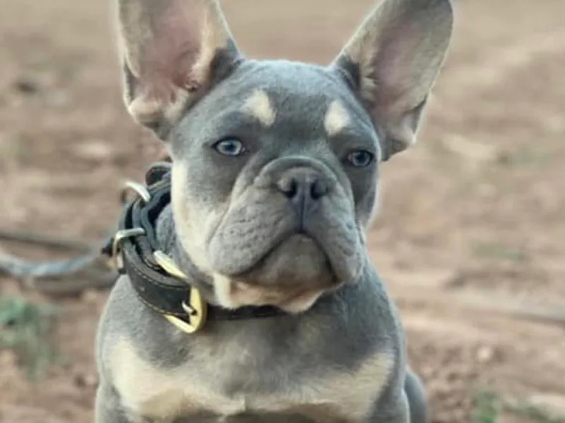 Desert Soul Frenchies