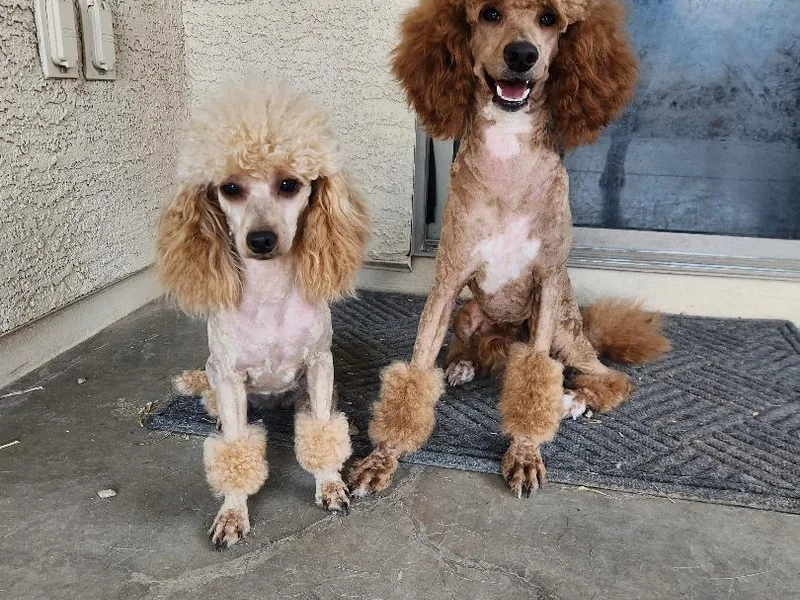 Desert Storm Poodles