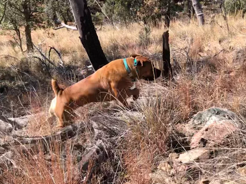 Desert Stronghold Boerboels