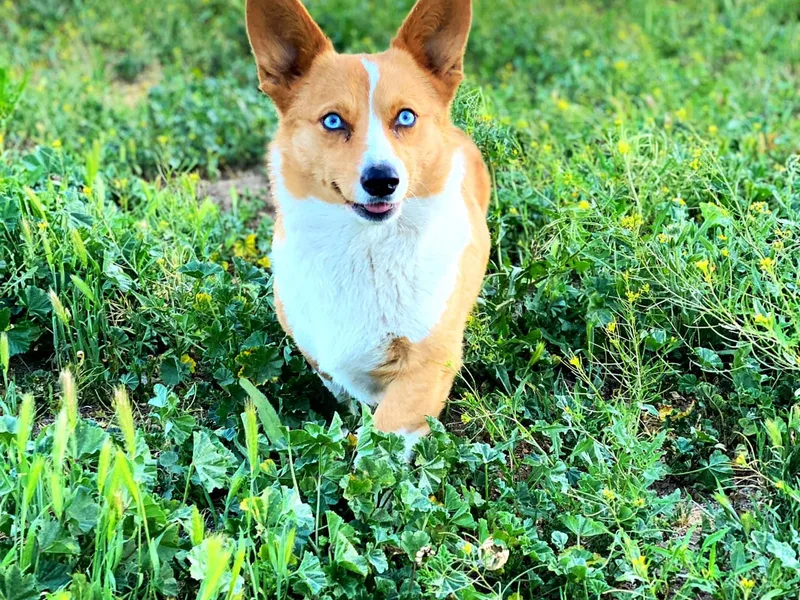 Desert Sunset Corgis