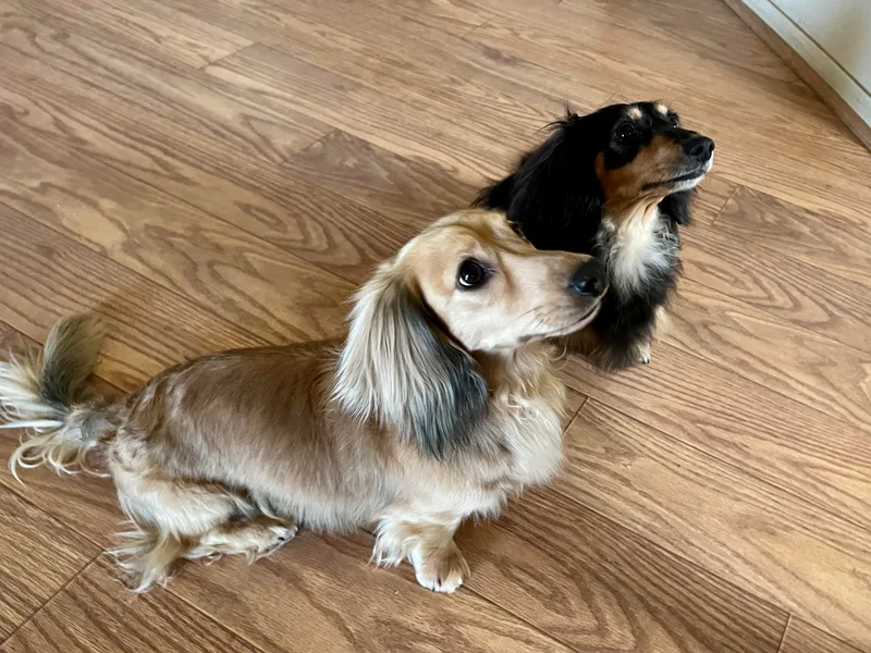 Desert Sunset Dachshunds