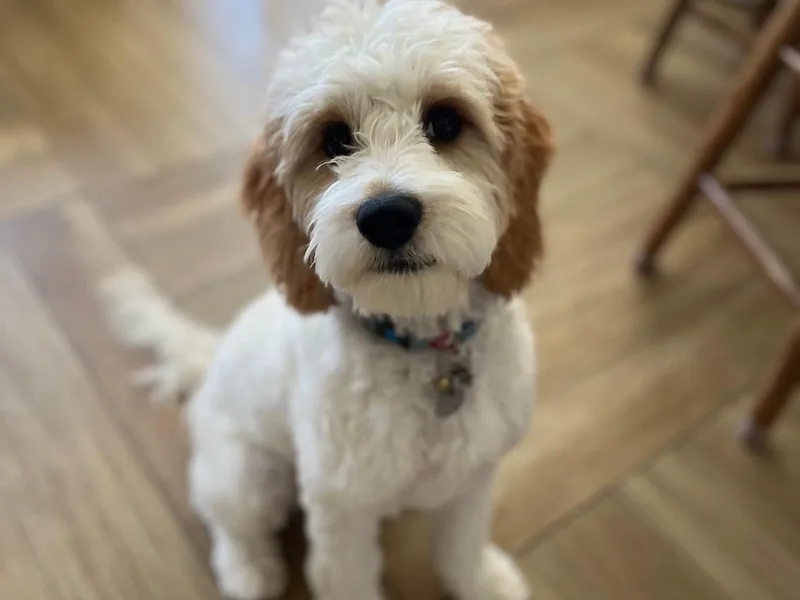 Desert Valley Doodles