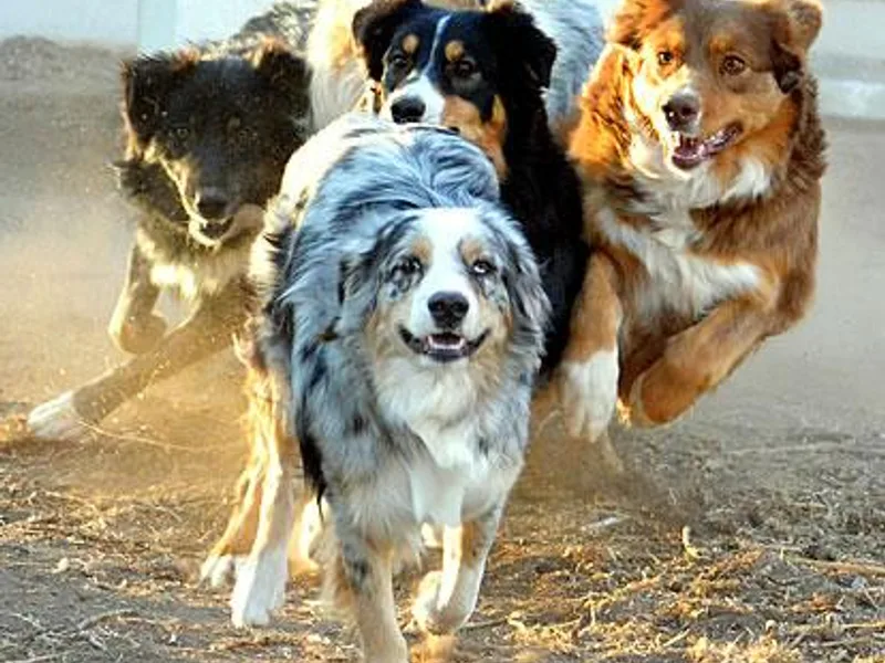 Desert Willow Aussies