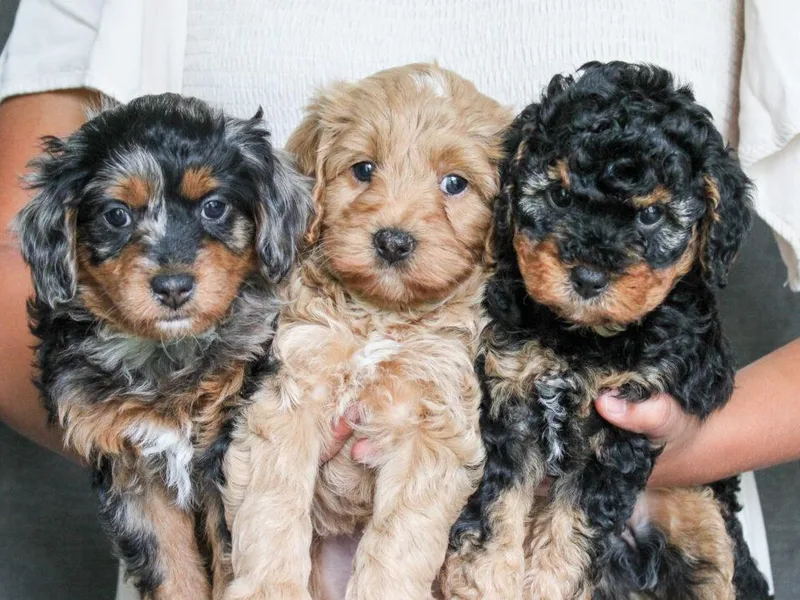 Desert Willow Cavapoos photo 1