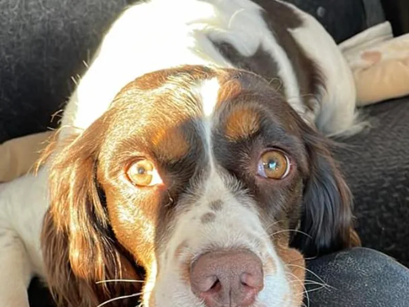 Desert Willow Kennel