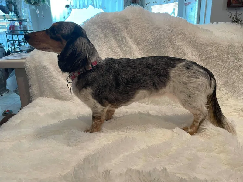 Desert Wind Dachshunds